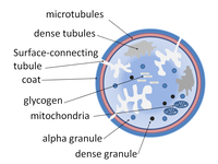 Platelet structure diagram good